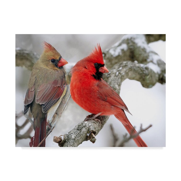 'Cardinal Couple In Snow' Acrylic Painting Print on Wrapped Canvas